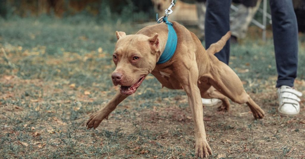 Déclaration De Sinistre Accident Causé Par Animal Domestique