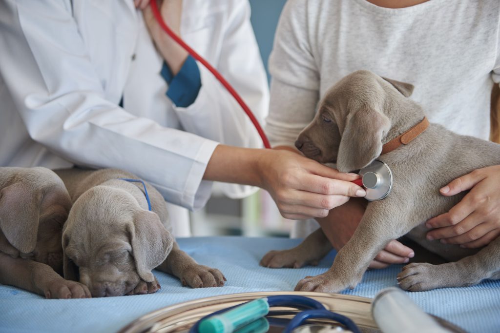 quelle est la meilleure assurance animaux ?