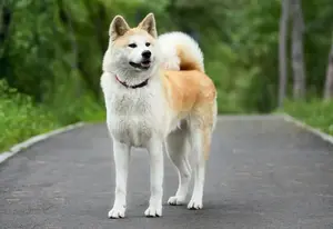 Akita Inu