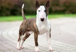 Bull Terrier