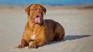 Dogue de Bordeaux