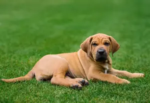 Fila Brasileiro