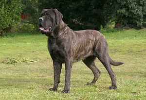 Mastiff
