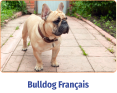 Bulldog