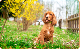 Cocker Spaniel