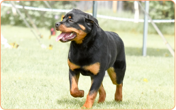 Rottweiler