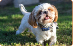 Shih Tzu