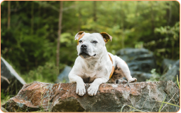 Staffordshire Bull Terrier