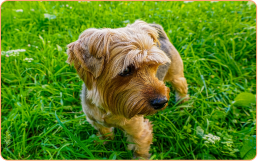 Yorkshire Terrier